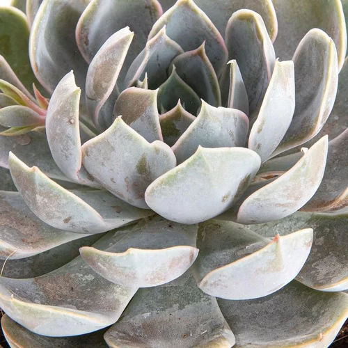 Loisirs jardin：Echeveria au feuillage gris - Le pot de 2 litres