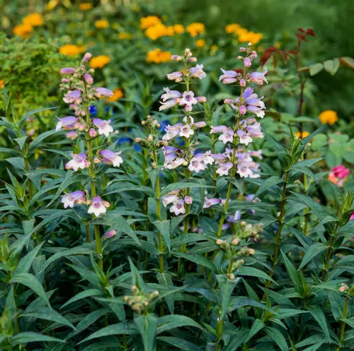 Nature extérieur：Penstemon ‘Sour Grapes’ - Le pot de 2 litres