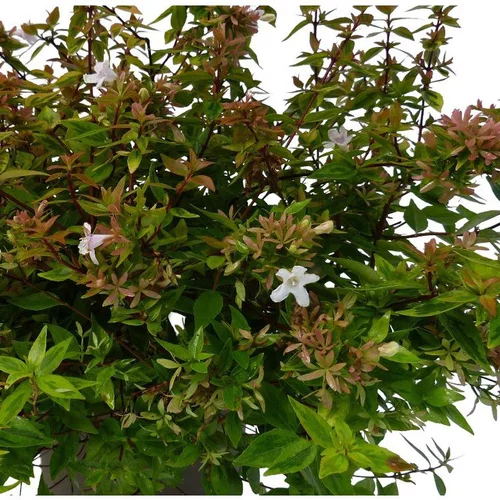 Une idée pratique pour le jardin：Abélia Grandiflora Kaleidoscope. Le pot de 3 litres
