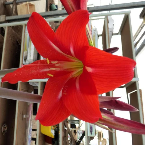 Idéal pour l’extérieur：Amaryllis à Petites Fleurs - Le pot de 9 cm