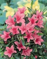 Pour vos extérieurs:Azalée Japonaise variée (Azalea Japonica) 30/40. Le pot de 4 litres