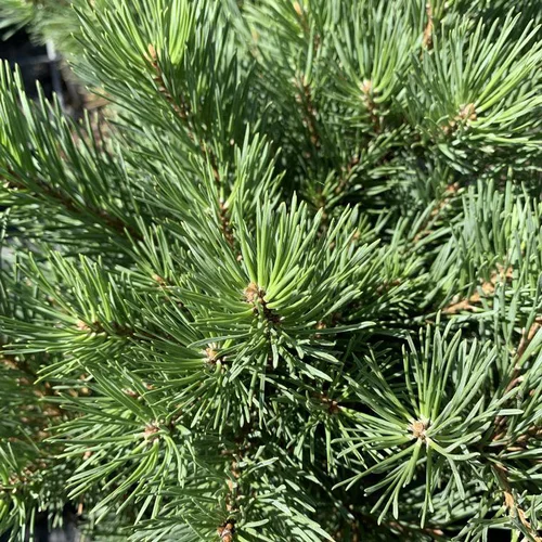 Bien pour le jardin：Pin sylvestre Watereri. Le pot de 10 litres