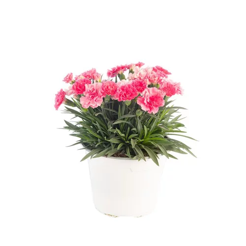 Espace vert malin:Œillet Lillipot - Le pot de Ø 13 cm