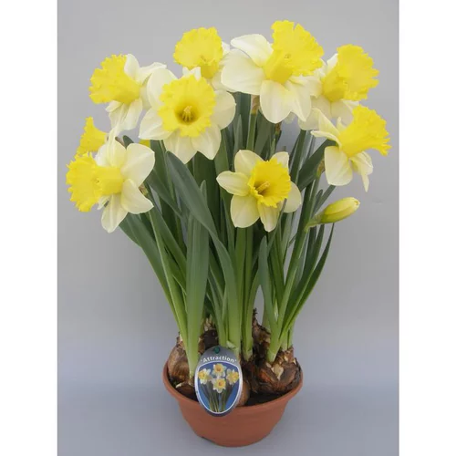 Accessoire extérieur：Narcisse Gold Attraction - La coupe de 27 cm