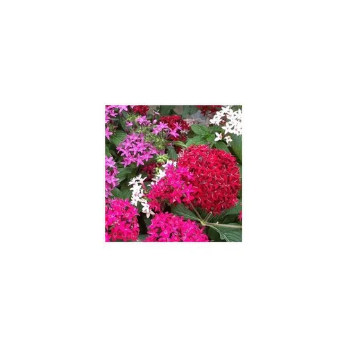 Jardin & idées：Pentas - La coupe