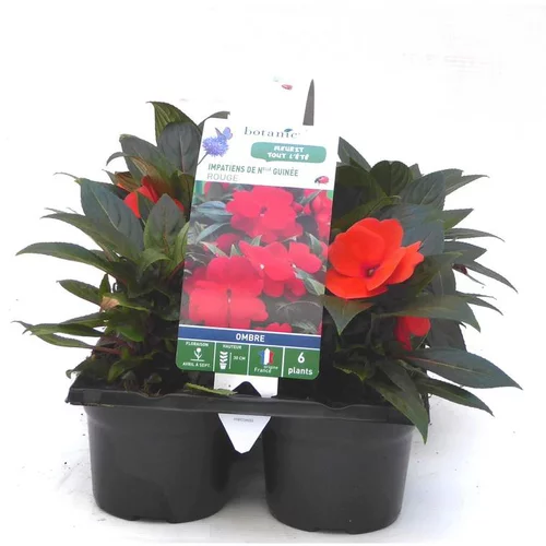 Essentiel extérieur：Impatiens de Nouvelle Guinée rouge orange - Le pack de 6 plants