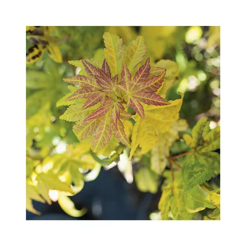 Pour vos besoins extérieurs:Erable du Japon (ACER PALMATUM ORANGE DREAM ) Le pot de 15 litres