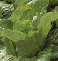 Simple pour le jardin:Chicoree Pain De Sucre Bio. La barquette de 12 plants