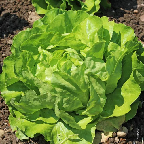 Style nature：Laitue Batavia Doree Bio. La barquette de 12 plants