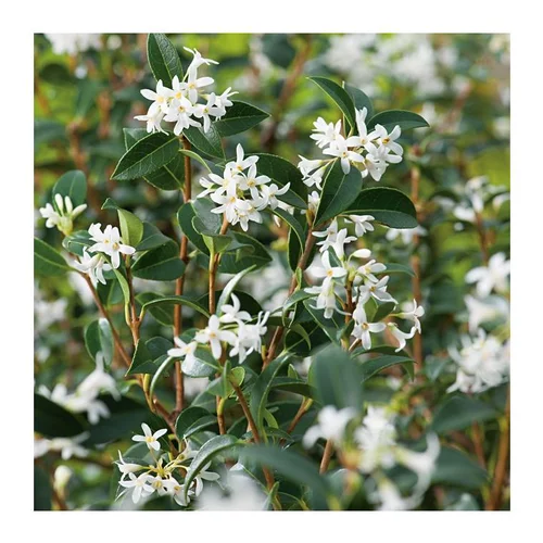 Confort au jardin：Faux-Houx - pot 3 L