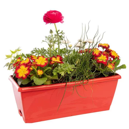Pour vivre dehors:Jardinière printanière de Primevère et Renoncule à fleurs multicolores - La jardinière de 40 cm