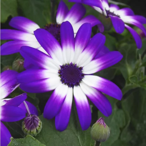 Jardin à aménager：Cinéraire Senetti ou Péricalis d'été aux fleurs multicolores. Le pot de 2 litres