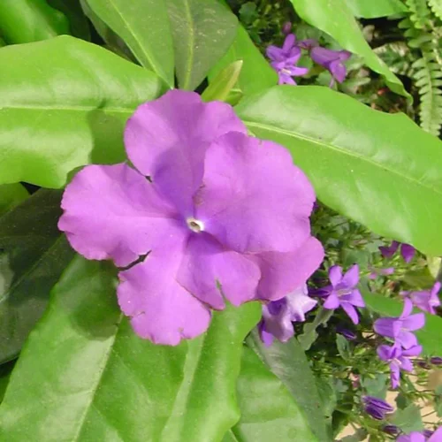 Extérieur confort：Brunfelsia - Le pot de 4 litres