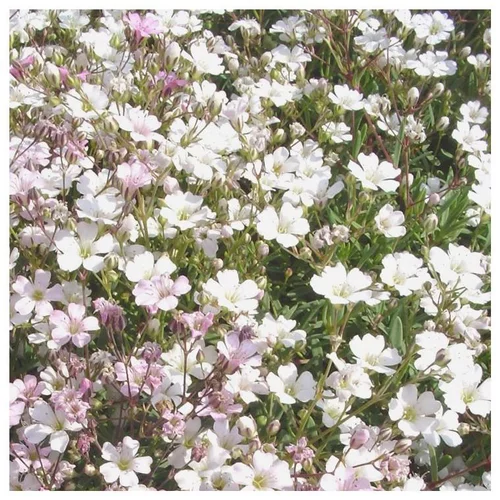 Pour mieux aménager votre jardin:Gypsophile - Le pot de 2 litres