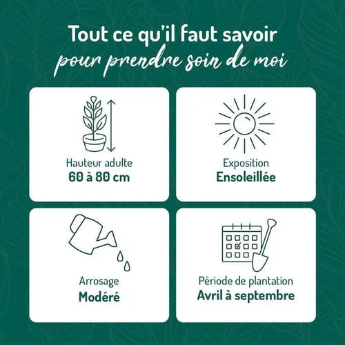 Nature pratique:Pourpier en arbre vert. Le pot de 15 litres