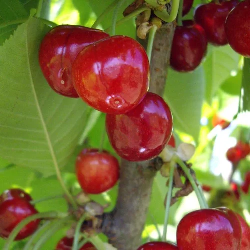 Facile au jardin：Cerisier Big. Van. En racine nue, forme 1/2 tige calibre 6/8
