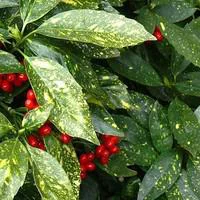 Maison et jardin:Aucuba du Japon - Le pot de 2.5 litres
