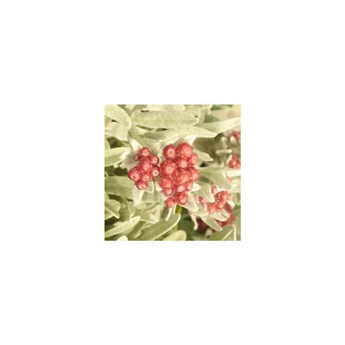 Parfait pour le jardin:Helichrysum thianschanicum - Le pot de 3 litres