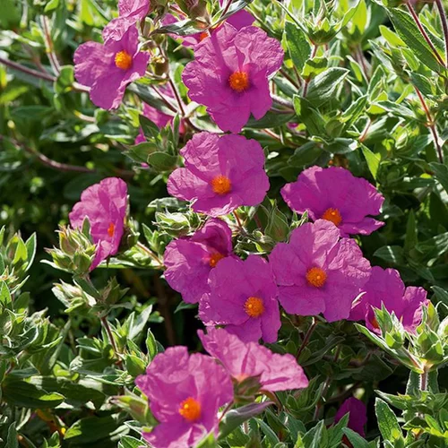 Une idée pour le jardin:Ciste ou Ciste pourpre à fleurs roses - Le pot carré bleu de 2,5 litres