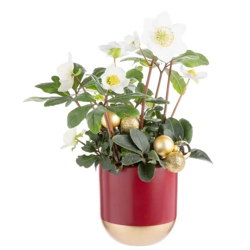 Bien pratique à l’extérieur：Composition de Noël hellebore multicolore pot en céramique rouge et or