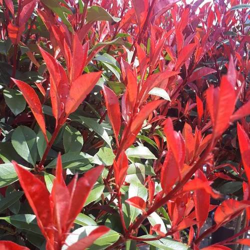Choix au jardin：Photinia Fraseri carré rouge