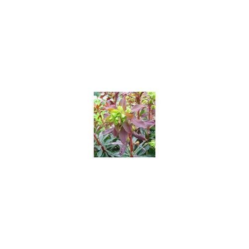 Bien pratique au jardin：Euphorbe vivace - Le pot de 4 litres