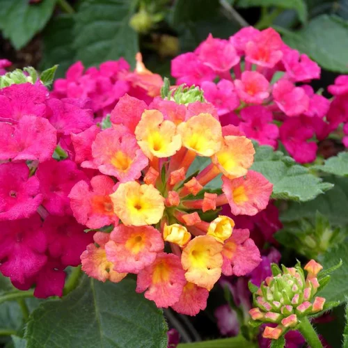 Moderne jardin:Lantana Camara à fleurs multicolores - Le pot Ø 14 cm
