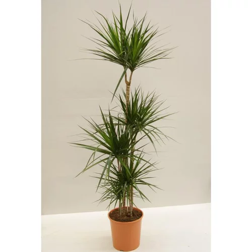 Une solution adaptée à l’extérieur:4 pieds de dracaena marginata en pot Ø 27 cm