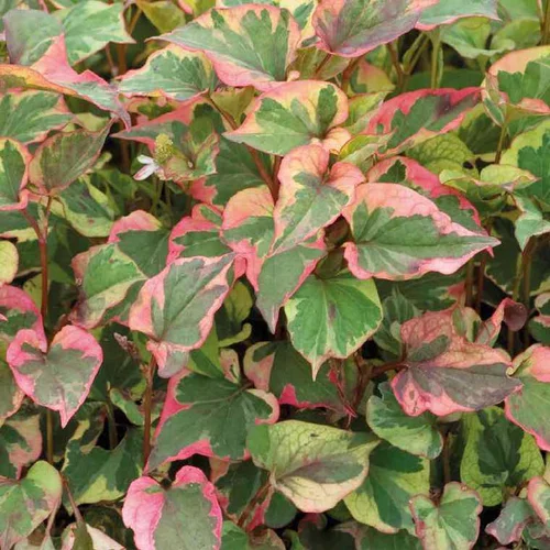 Pour personnaliser votre jardin：Houttuynia Cordata ou Poivre de Chine Chameleon au feuillage vert et rouge - Le pot de 1 litre