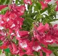 Une sélection pour le jardin：Penstemon - Le pot de 3 litres