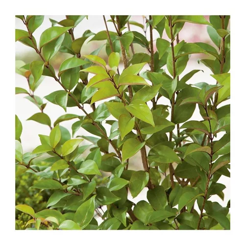 Pour valoriser votre jardin:Troène du Japon vert. Le pot de 3 litres