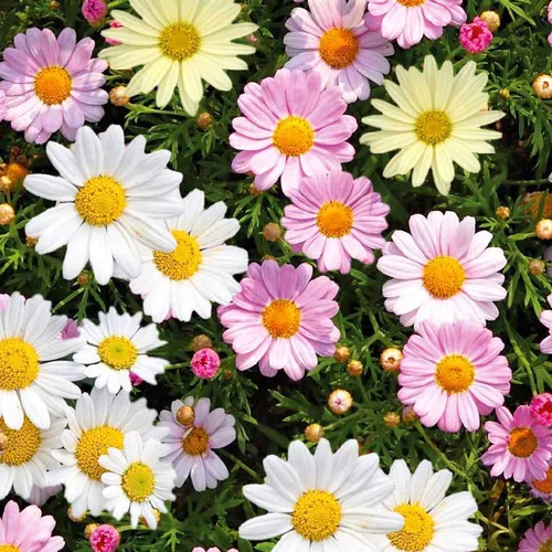 Solution jardin：Anthemis De Couleur. Le pot de 10,5 cm