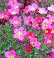 Pour mieux organiser votre jardin:Saxifrage mousse - Le pot de 1 litre