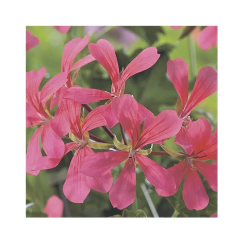 Pour un jardin plus pratique:Géranium lierre simple rose - Le pack de 6 plants