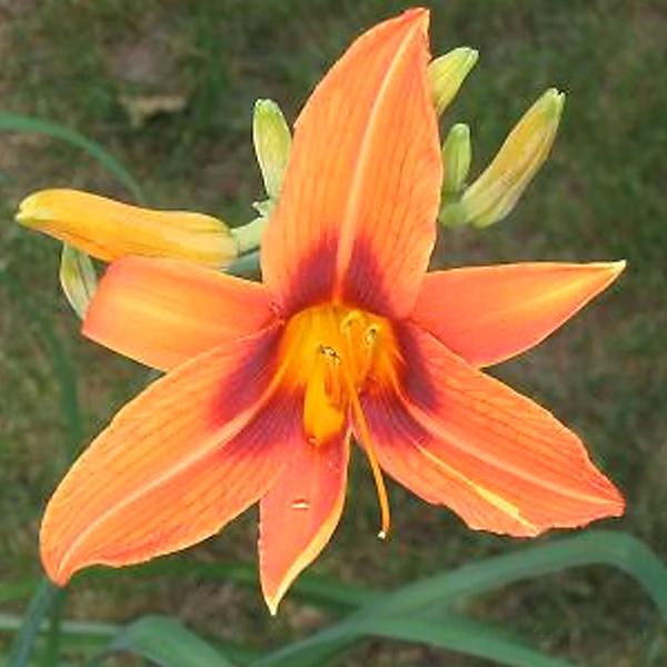 6 x Lis d'un jour 'Rajah' | Hemerocallis 'Rajah' – godet 9cm x 9cm