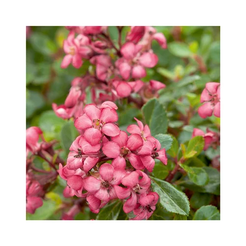 Le bon choix pour l’extérieur:Escallonia red dream en pot de 3 litres
