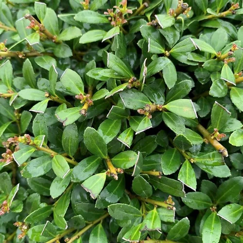 Extérieur tendance：Houx (Ilex Crenata) Stokes boule 25/30. Le pot de 4,5 litres