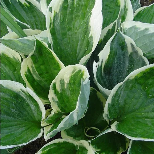 Pour vos aménagements extérieurs:Hosta Tambourine - Le pot de 4 litres