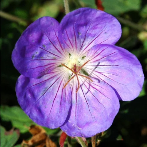 Jardin complet:Géranium Orion - Le pot de 1 litre
