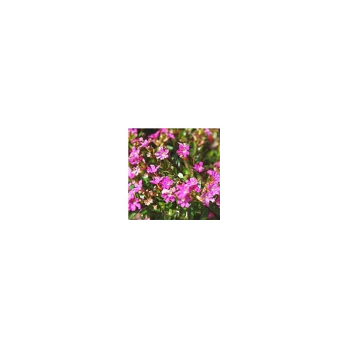 Utile pour l’extérieur:Cuphea Hyssopifolia - La coupe
