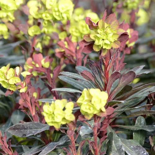 Sélection jardin：Euphorbe faux-amandier purpurea rouge en pot de 2 L