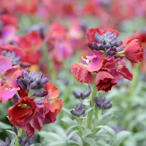 Pour un extérieur plus pratique:Giroflée Ravenelle à fleurs multicolores - Le pot de 0,5 litre