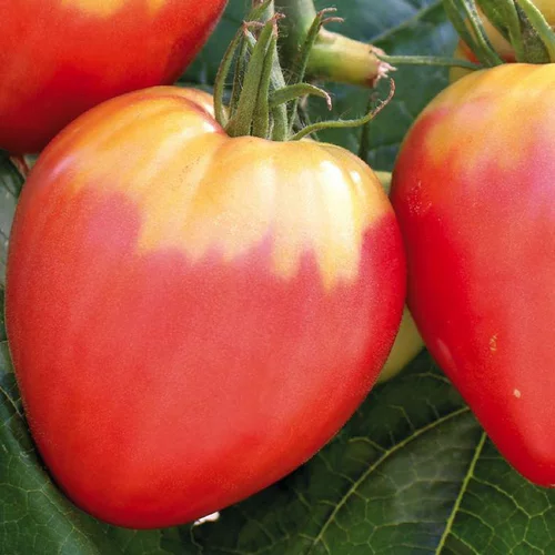 Confort jardin：Tomate Allongée Cœur De Boeuf "Cuor Die Bue" Bio. La barquette de 3 plants