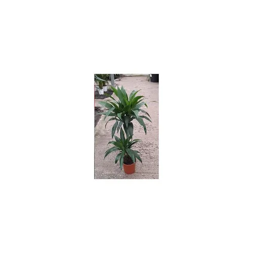 À découvrir pour l’extérieur:Plante verte draceana coloris vert - Ø 19 cm