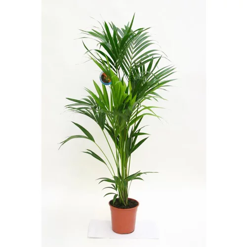 Parfait au jardin:Kentia forsteriana