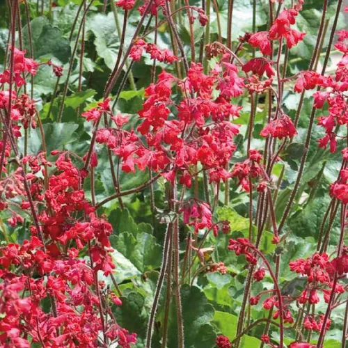 Facile jardin:Heuchère Pluie de feu - Le pot de 9 x 9 cm
