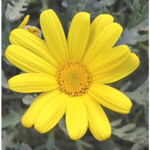 Accessoire pour le jardin：Euryops ou Marguerite de la savane à fleurs jaunes - Le pot de 5 litres