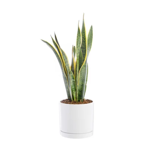 Le pratique pour l’extérieur:Sansevieria Laurentii vert en pot blanc émaillé botanic®. Le pot Ø 24 cm