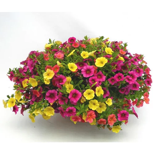 Jardin inspiration:Calibrachoa ou mini Pétunia à fleurs multicolores - La coupe Ø 35 cm