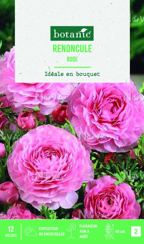 Tout au jardin：Bulbes de fleurs Renoncule asiatique rose botanic® – 12 bulbes